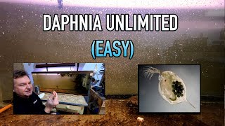 How I Raise Daphnia Water Fleas And You Can Too [upl. by Avie243]