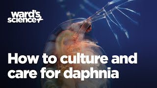 Caring and Culturing for Daphnia [upl. by Ddene]