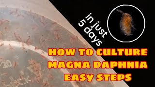 How to Culture Magna Daphnia Easily [upl. by Remsen]