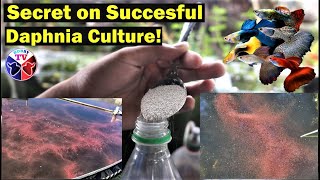 How to Culture Daphnia Successfully [upl. by Sacttler]