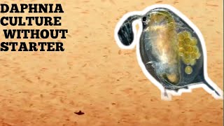 HOW TO CULTURE DAPHNIA NATURALLY WITHOUT A STARTER [upl. by Agate]