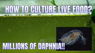 How to Culture Daphnia Secret Method to Breed MILLIONS  Simply Aquatic [upl. by Alyekahs]