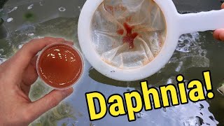 How I Culture Daphnia In Outdoor Tubs [upl. by Nod]