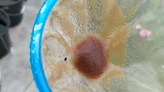 How to culture daphnia moina in a small container Part 1 English Subtitle [upl. by Nance]