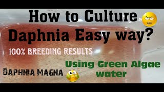 Daphnia MagnaHow to Culture Daphnia Easy wayCulturing Daphnia using Green water Daphnia [upl. by Erialb]