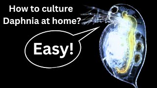 BEST Live Fish Food Beginner guide How to Culture Daphnia at home [upl. by Theall787]