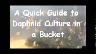 How to culture daphnia outside [upl. by Atibat]