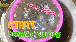 How to culture daphnia moina the easy way 1  Starting the Daphnia culture [upl. by Yrnehnhoj]