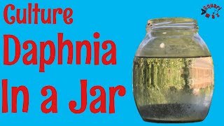 How to Culture Daphnia in a Jar [upl. by Bartholomeus]