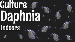 How to Culture Daphnia [upl. by Livia]