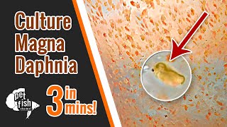 How to culture DAPHNIA MAGNA  The easy way [upl. by Auqinu397]