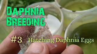 Daphnia Culture made simple and easy 3  Hatching Daphnia eggs [upl. by Euqinotna]