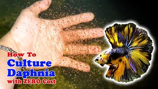 How to Culture Daphnia with ZERO Cost  Unlimited Live Food For Our Fish [upl. by Aerbas925]