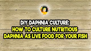 DIY Daphnia Culture How to Culture Nutritious Daphnia as Live Food for Your Fish [upl. by Siramaj]