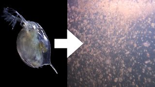 How I Culture Daphnia [upl. by Plate639]