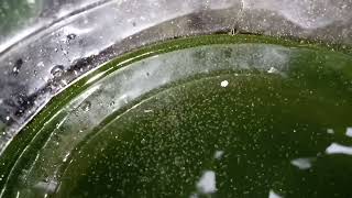 DAPHNIA MOINA CULTURE IN A SMALL BUCKET [upl. by Niltiak]