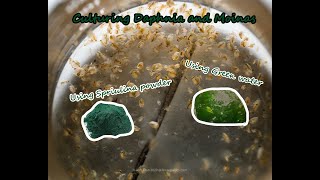 How To Culture Daphnia and Moinas using Green Water Spirulina powder [upl. by Chemarin]