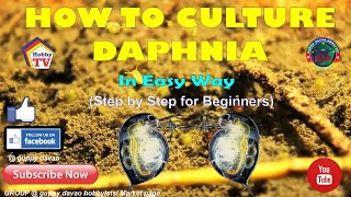 HOW TO CULTURE DAPHNIA In Easy Way [upl. by Hahseram]